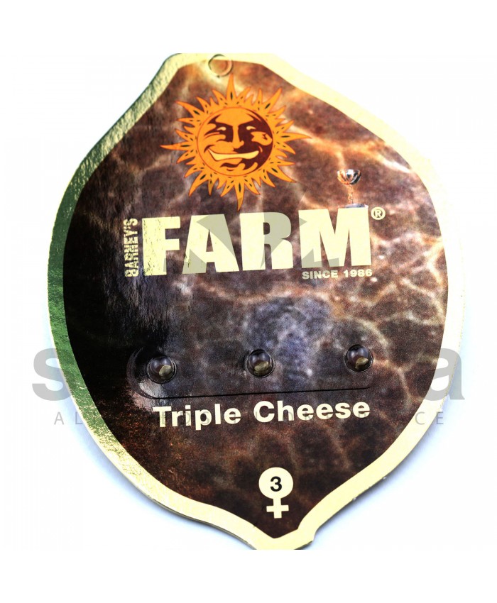Triple Cheese Feminised